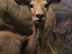 -美国自然历史博物馆