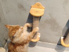 -Heymao猫咖.咖啡厅(东门店)