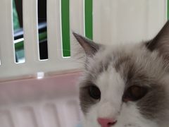-爱侣·安琦尔宠物医院·中兽医针灸·心内科·狂犬免疫点(宝山区院)