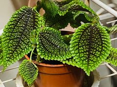 -龙大花卉苗木市场