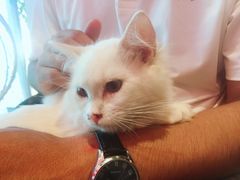 -藏猫猫咖啡主题馆(中央大道店)