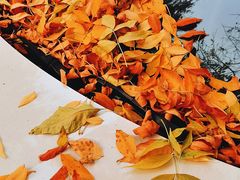 -三里屯东五街银杏大道