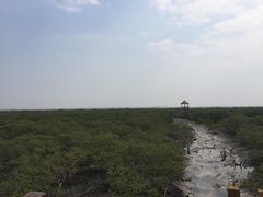 -北海金海湾红树林生态旅游区