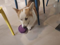 -平行世界·猫咖(首经贸店)