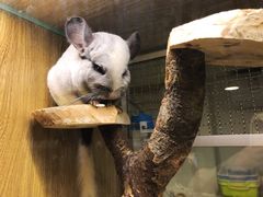 -藦茜花园宠物主题亲子互动体验馆(国顺东路店)