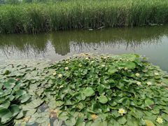 -前关湿地公园