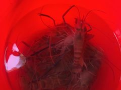 -粮心小农·大头虾亲子生态园(长发店)