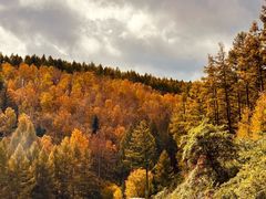 -塞罕坝国家级自然保护区