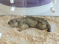 -怪兽屋·羊驼·猫咖·狗咖(俊华广场店)