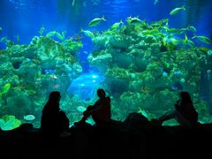 -芜湖新华联大白鲸海洋公园