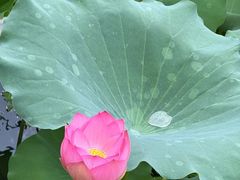 -荔湾湖公园