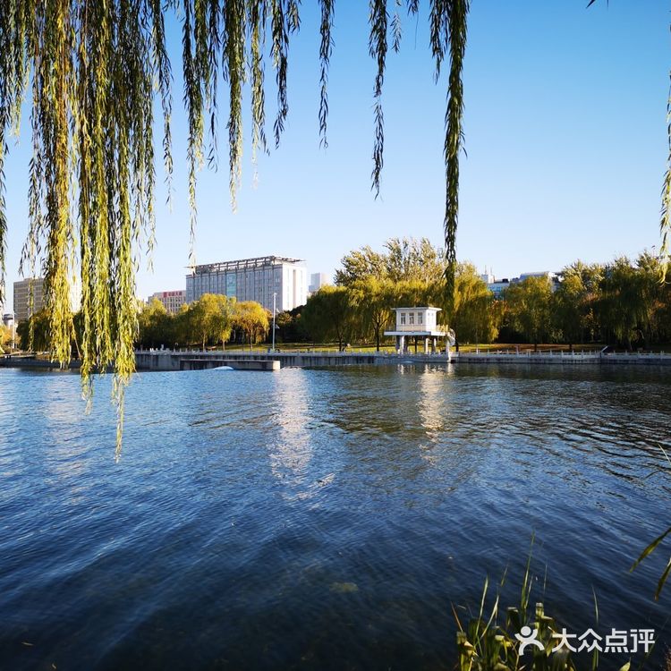 大郑州也有辣么美的落叶🍂