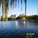 大郑州也有辣么美的落叶🍂