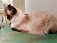 -喵喵咪呀布偶猫咖(春熙路店)
