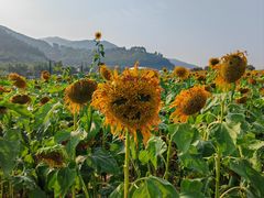 -径山花海