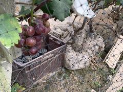 -马陆小张葡萄园农家乐