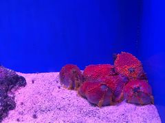 -上海海洋水族馆