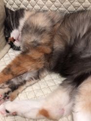 -爱儿宝孕妇儿童亲子摄影(月亮河店)