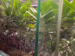 -甘家界牌柠檬鸭(青山店)