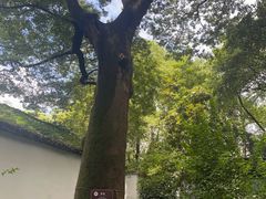 -绮园景区