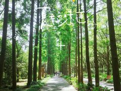 -上海滨江森林公园