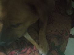 -零·壹新疆羊肉抓饭