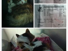 -纳吉亚猫专科动物诊疗中心(蒋宅口分院)