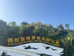 -西双版纳原始森林公园