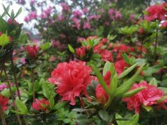 -梧桐山风景名胜区