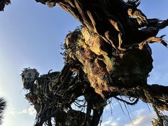 -奥兰多迪士尼动物王国乐园