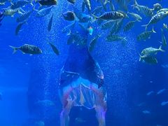 -上海海洋水族馆