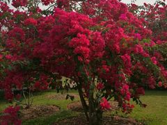 -西双版纳傣族园