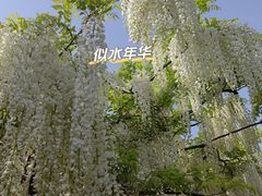 -嘉定紫藤园