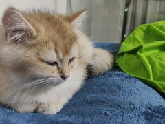 -飞行喵MR PILOT|猫舍·猫咖(静安大融城店)
