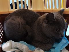 -宠爱国际动物医院· 猫科· 外科·中兽医(长白店)