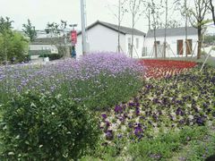 -菊园百果园