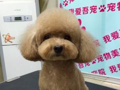 我爱吾宠宠物美容院-我爱吾宠宠物美容院(朝阳路店)