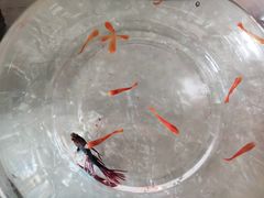 -中环花鸟鱼虫市场