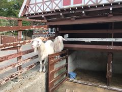 -神户市立六甲山牧场