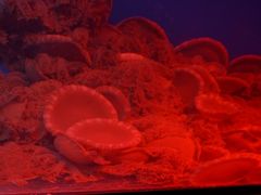 -福州罗源湾海洋世界旅游区