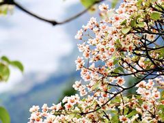 -舒家湾天主教堂