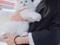 -lincat·猫舍(广州店)