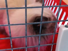 -纳吉亚猫专科动物医院·北北分院