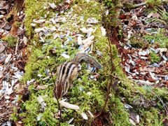 -五营红松林海景区