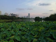 -南宁南湖公园