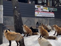 -宫城藏王狐狸村