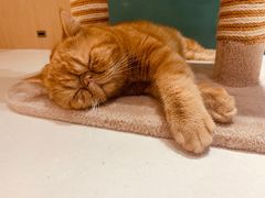 -飞行喵MR PILOT|猫舍·猫咖(静安大融城店)