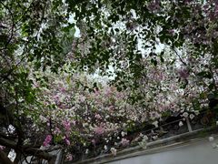 -深圳国际园林花卉博览园