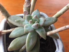-远山有窑