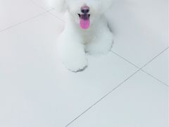 -瑞派福兴宠物医院犬猫全科·骨科·中西医结合(河东店)